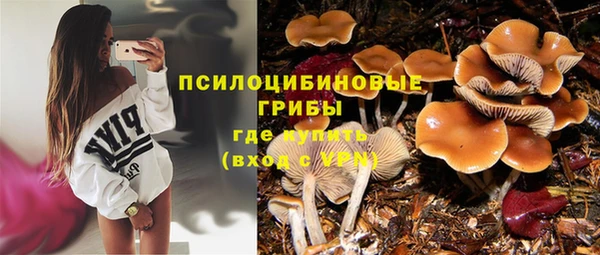 стаф Алзамай